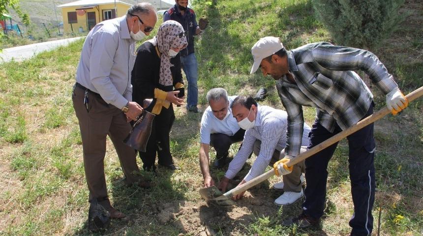 Urartu mirası Erciş &uuml;z&uuml;m&uuml;n&uuml;n ekimi artıyor