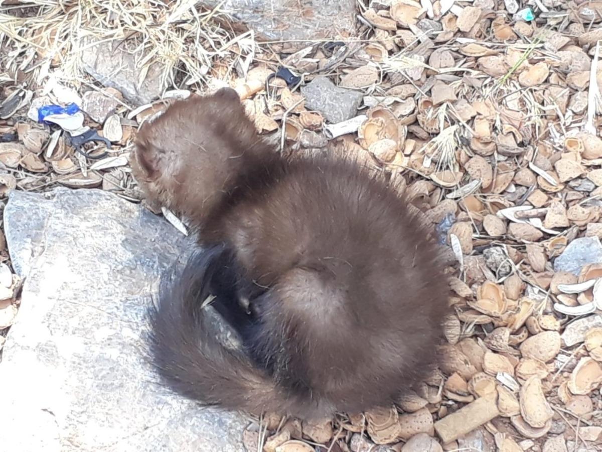Yaralı sansar ve iki karga yavrusu yeniden &ouml;zg&uuml;r