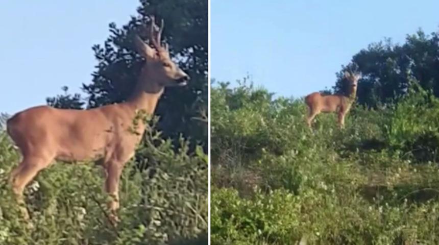 İstanbul'da otoban kenarında karaca görüntülendi