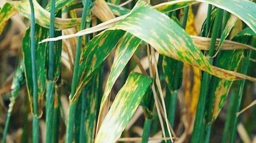 Yıldızelili &ccedil;ift&ccedil;ilere hastalık uyarısı