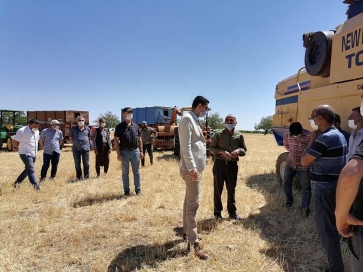 Ak&ccedil;adağ&rsquo;da hububat hasadı başladı