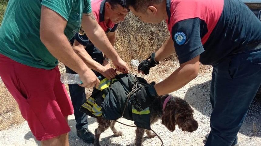 Yaralı köpeğin yardımına itfaiye koştu