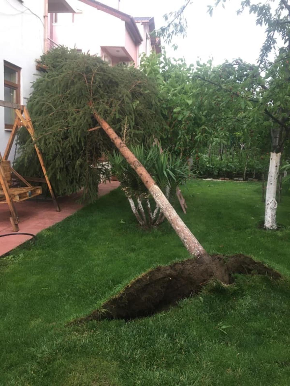 Fırtına ağa&ccedil;ları yerinden s&ouml;kt&uuml;