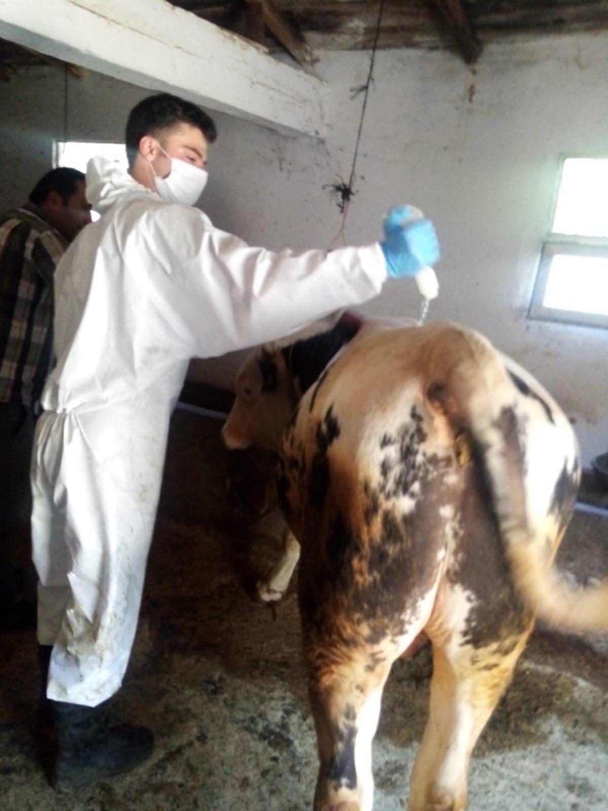 Koyulhisar&rsquo;da  hayvanlar kenelere karşı  ila&ccedil;lanıyor