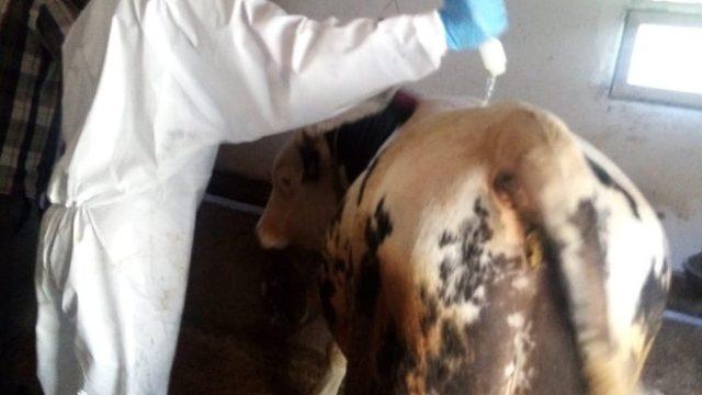 Koyulhisar’da  hayvanlar kenelere karşı  ilaçlanıyor