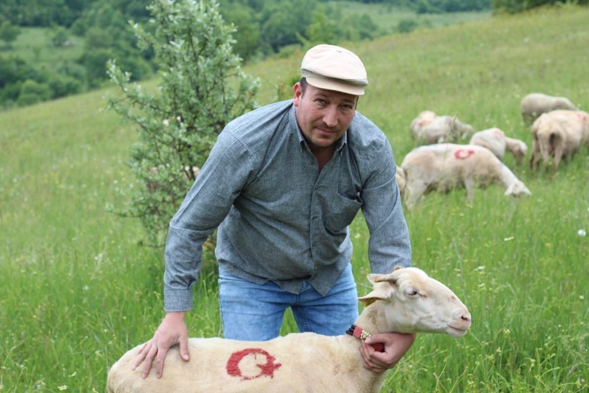 G&ouml;renleri hayrete d&uuml;ş&uuml;ren g&ouml;r&uuml;nt&uuml;! 300 koyununa tek tek ay yıldız &ccedil;izdi