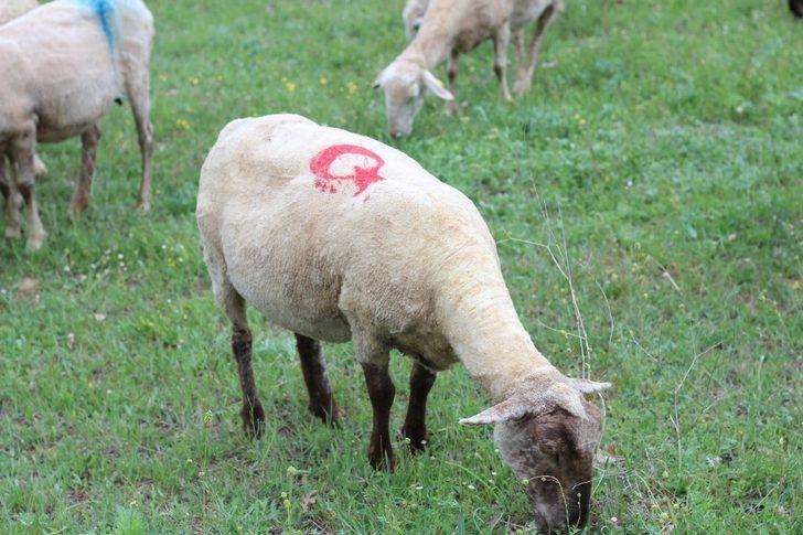 Görenleri hayrete düşüren görüntü! 300 koyununa tek tek ay yıldız çizdi G2