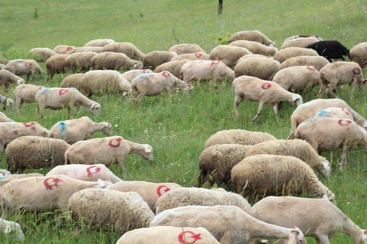Görenleri hayrete düşüren görüntü! 300 koyununa tek tek ay yıldız çizdi G3