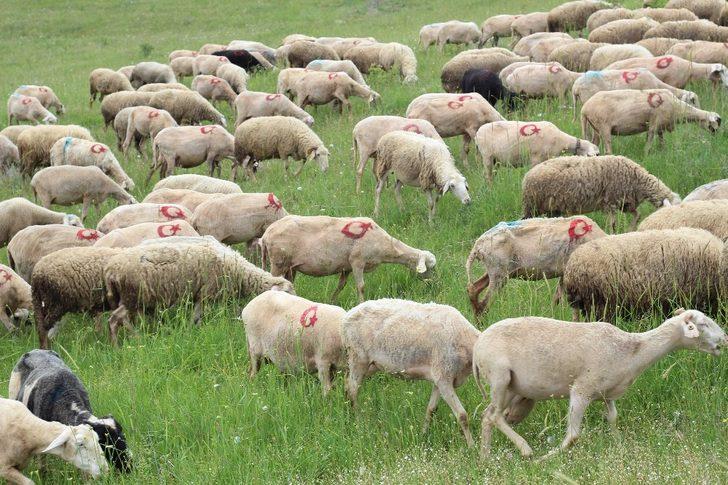 Görenleri hayrete düşüren görüntü! 300 koyununa tek tek ay yıldız çizdi G4