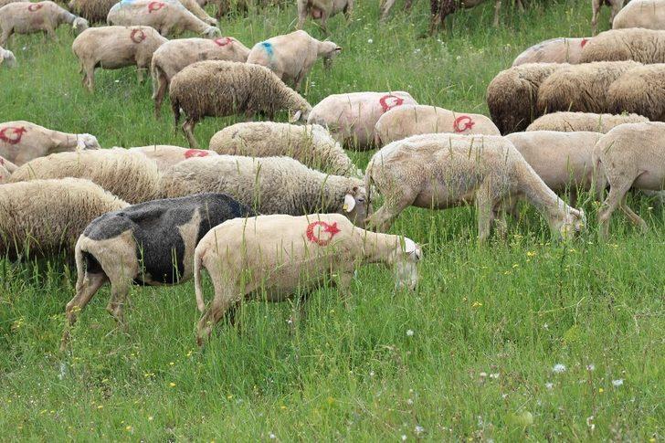Görenleri hayrete düşüren görüntü! 300 koyununa tek tek ay yıldız çizdi G5