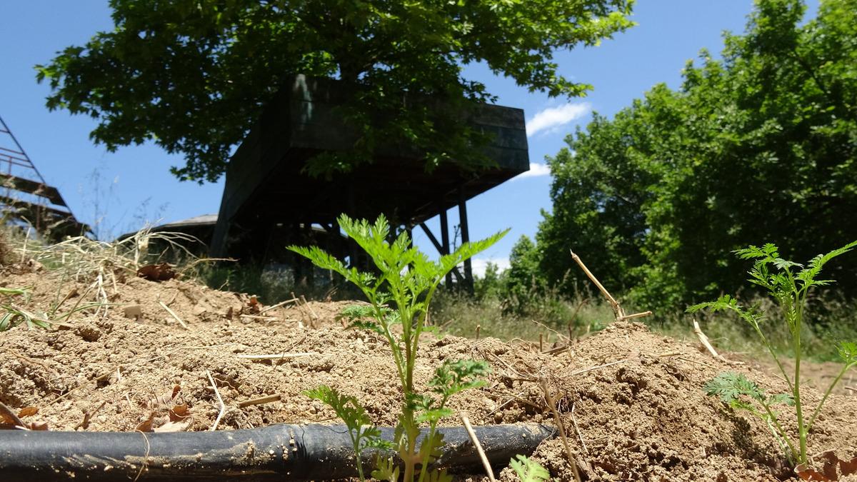 Koronavir&uuml;s ilacı Kaz Dağları'nda yetişecek