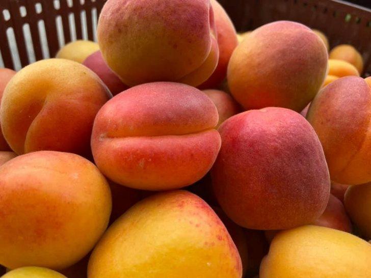 Mut’ta kayısı üreticisi sezonu mutlu kapattı G3