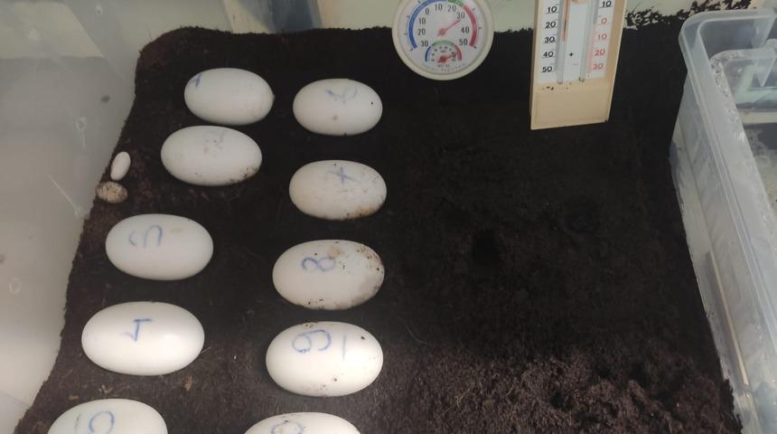 İstanbul 10 yeni timsah yavrusunu bekliyor