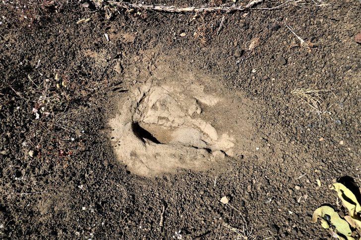 Dünya'da benzeri az! Manisa'da 12 bin yıllık insan ayak izleri G3