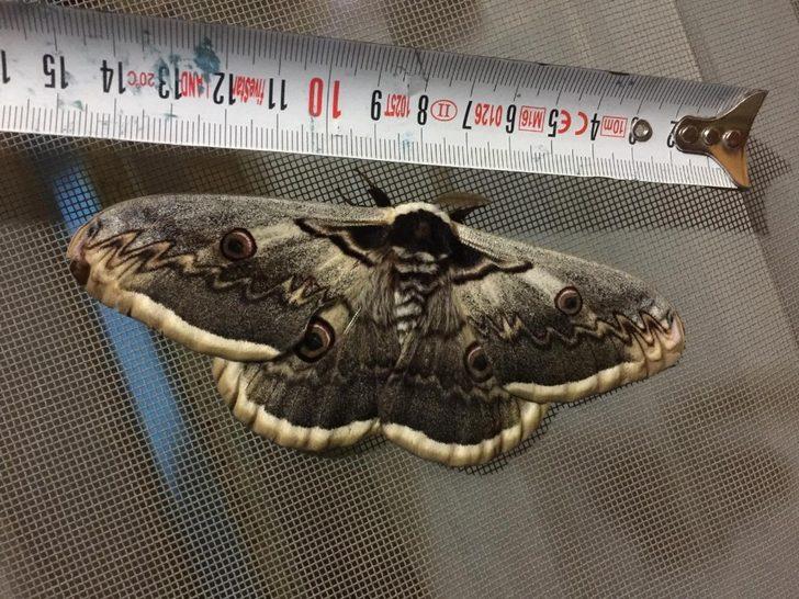 15 santim boyutunda! Dev kelebek şaşkına çevirdi G2