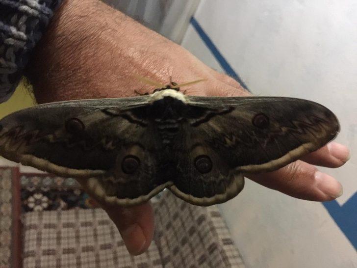 15 santim boyutunda! Dev kelebek şaşkına çevirdi G1