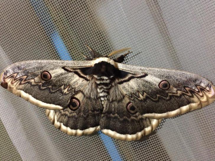 15 santim boyutunda! Dev kelebek şaşkına çevirdi G3