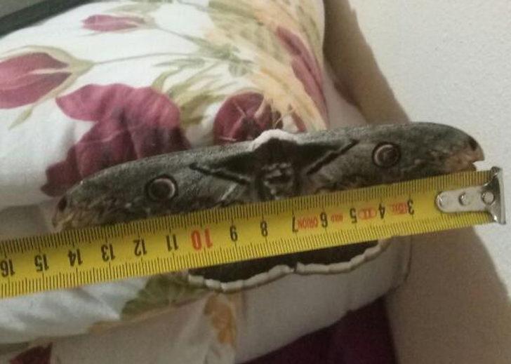 15 santim boyutunda! Dev kelebek şaşkına çevirdi G5