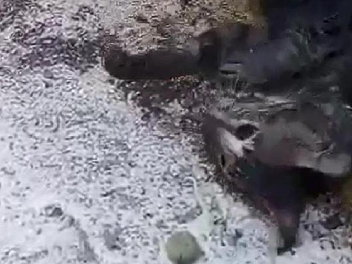 İtfaiye erlerinden kediye kalp masajı! Hayata d&ouml;nd&uuml;rd&uuml;ler