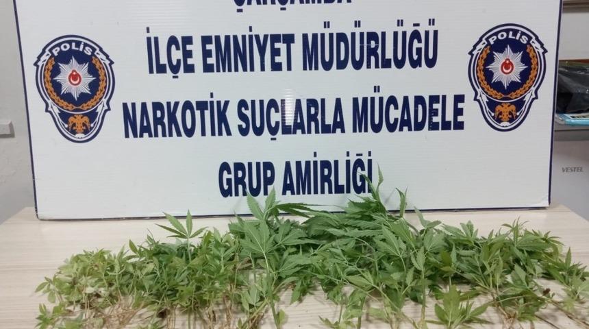 Fındık bah&ccedil;esinde kenevir operasyonu