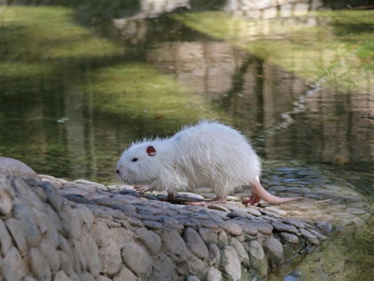 Ziyarete a&ccedil;ılan Hayvanat Bah&ccedil;esinin yeni sevimli dostları