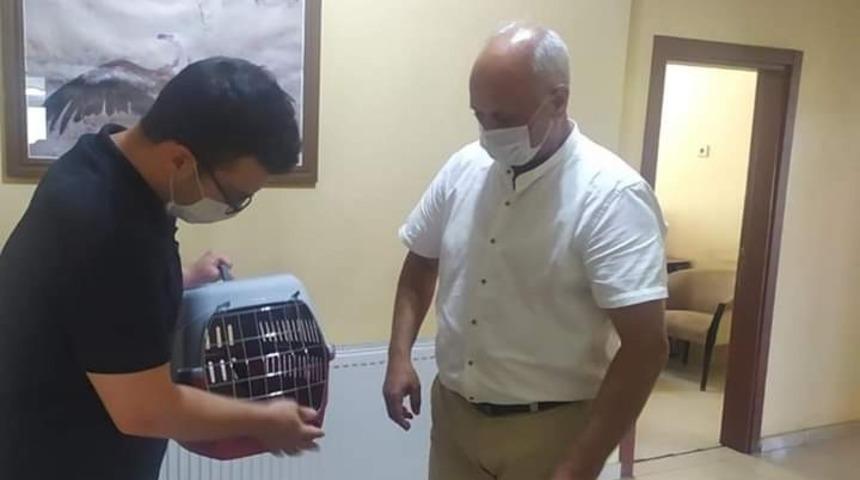 Yavru karga tedavi altına alındı