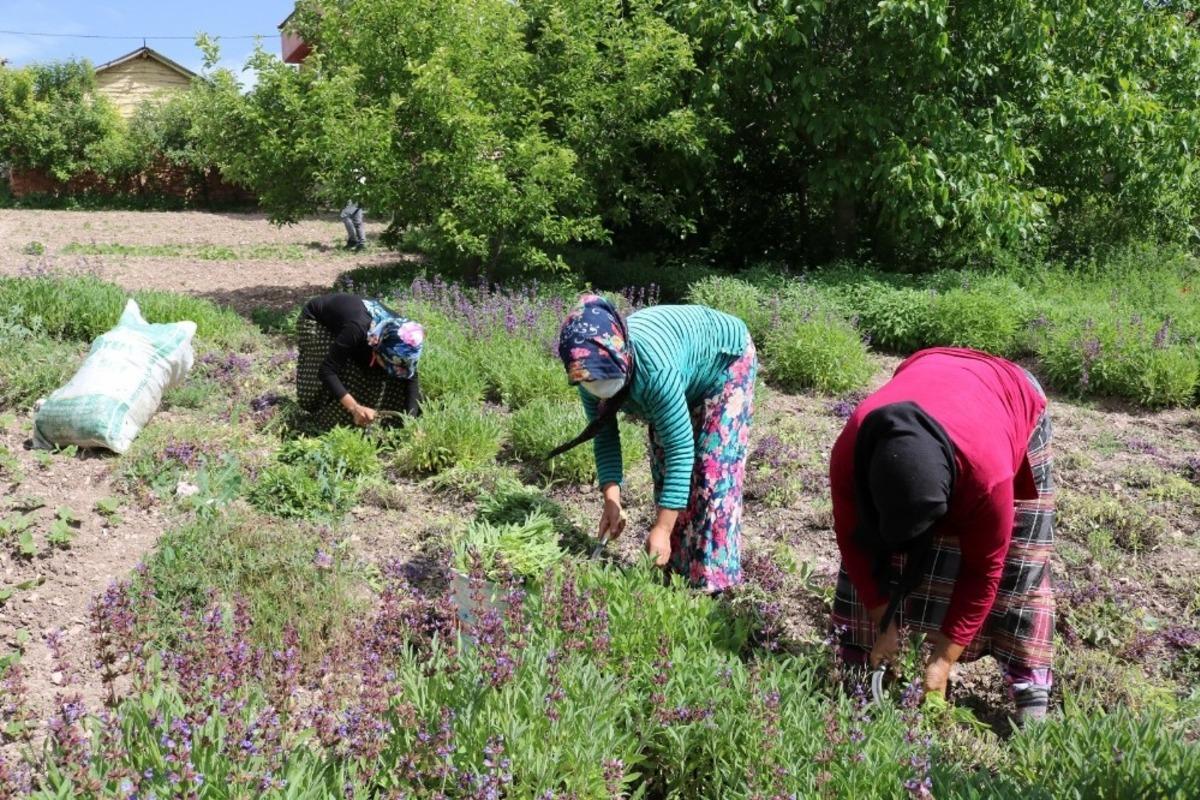 Karbasan k&ouml;y&uuml;, K&uuml;tahya&rsquo;nın ada&ccedil;ayı &uuml;retim merkezi oldu