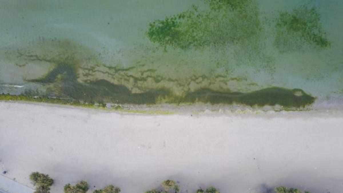 İstanbul'un plajlarında korkutan g&ouml;r&uuml;nt&uuml;! Uzmanı uyardı