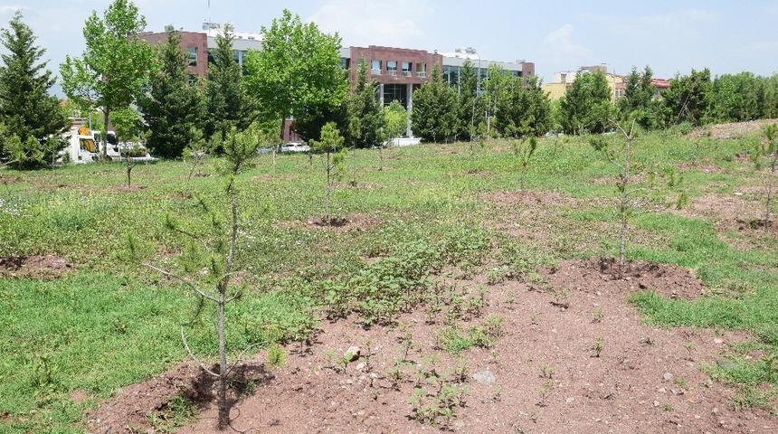 ESOG&Uuml; kamp&uuml;s&uuml;ne 350 yeni ağa&ccedil; fidanı dikildi