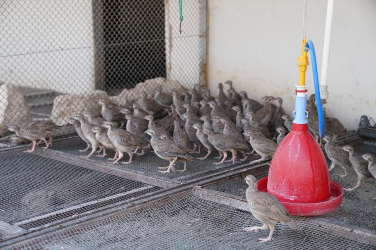Kene savarlar doğaya salınacak