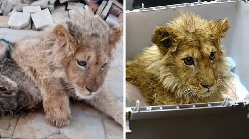 Turistler i&ccedil;in bacakları kırılan bebek aslan kurtarıldı