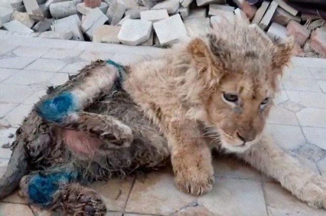 In-an-act-of-extreme-evil-baby-lion-had-his-legs-broken-to-take-pictures-with-tourists-5ee9cfbf14e77__700