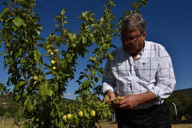 Yunusemre Belediyesi Yuntdağı’nda meyveciliği geliştirecek G2