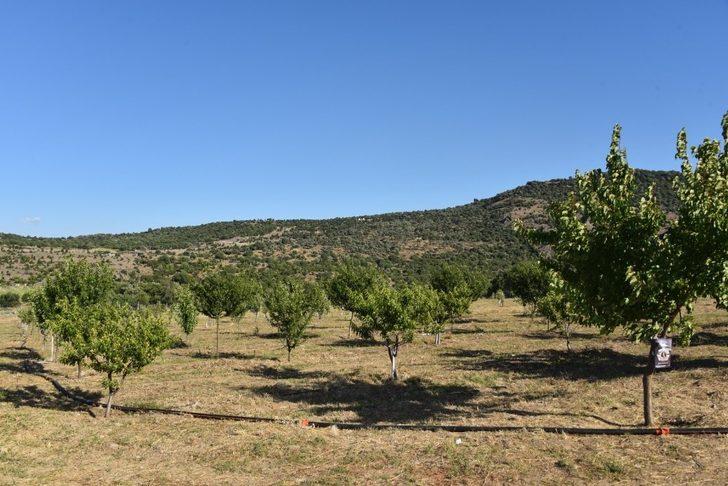 Yunusemre Belediyesi Yuntdağı’nda meyveciliği geliştirecek G3