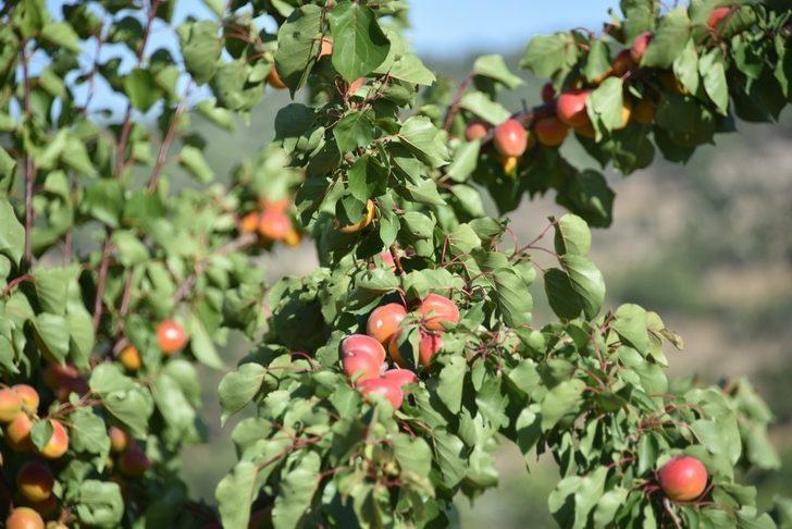 Yunusemre Belediyesi Yuntdağı’nda meyveciliği geliştirecek G4