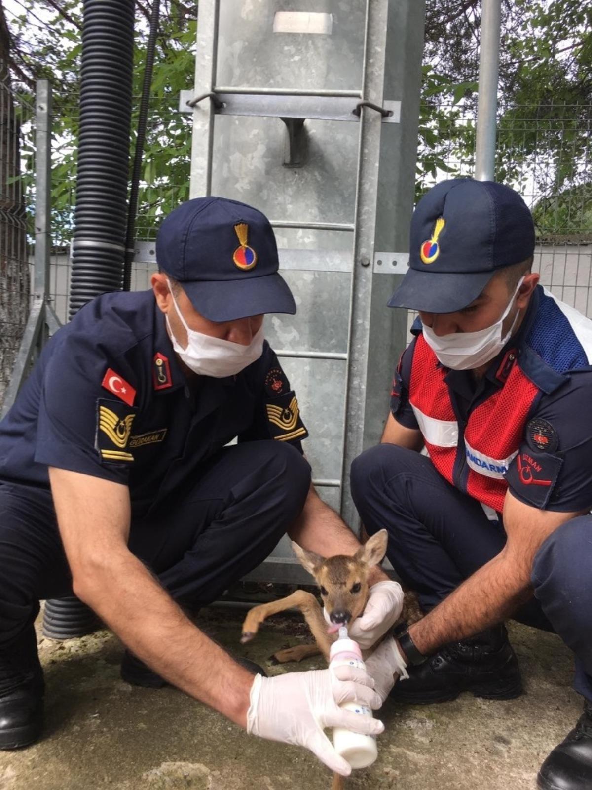 Sokak k&ouml;peklerinin kovaladığı yavru karacayı jandarma kurtardı