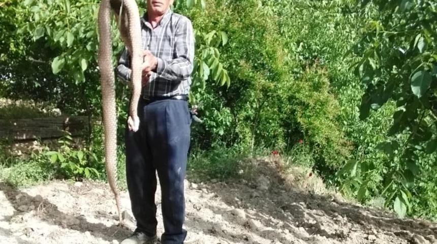 Adıyaman&rsquo;da 2,5 metre uzunluğunda ki yılan etkisiz hale getirildi