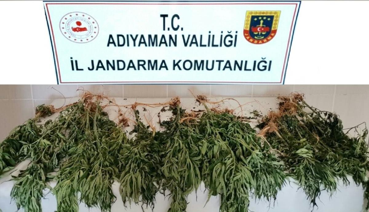 Mısır tarlasında kenevir ele ge&ccedil;irildi