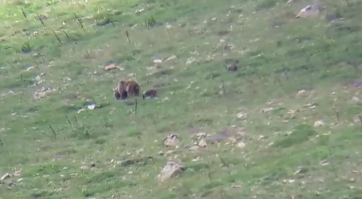 Dağda g&ouml;r&uuml;nt&uuml;lediği ayı ve yavrularına selam verdi