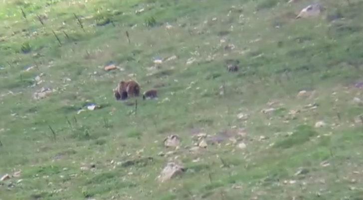 Dağda görüntülediği ayı ve yavrularına selam verdi G1