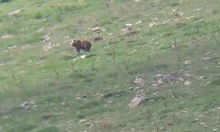 Dağda görüntülediği ayı ve yavrularına selam verdi G3