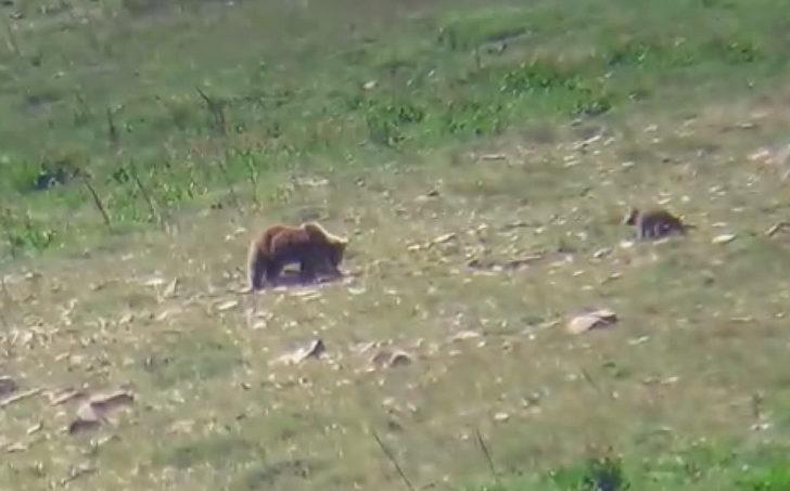 Dağda görüntülediği ayı ve yavrularına selam verdi G4