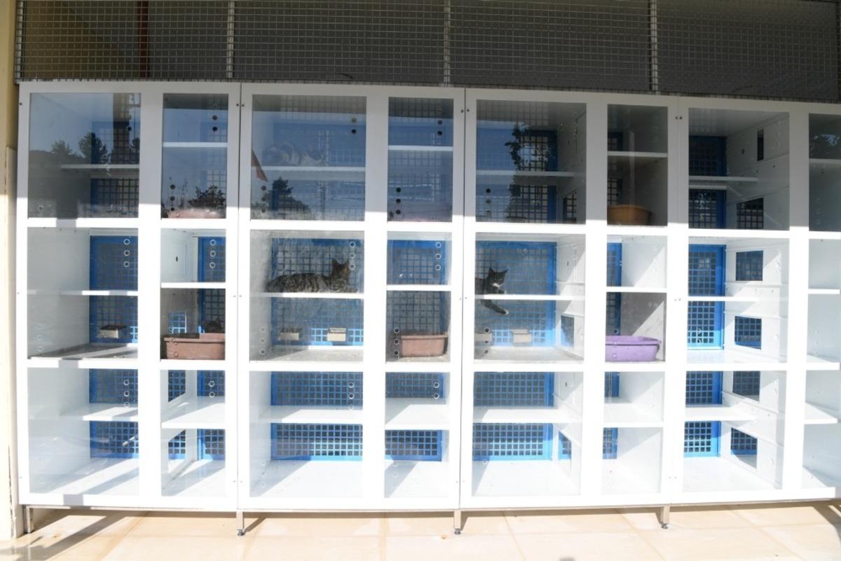 Konyaaltı&rsquo;nda kedilere modern barınak