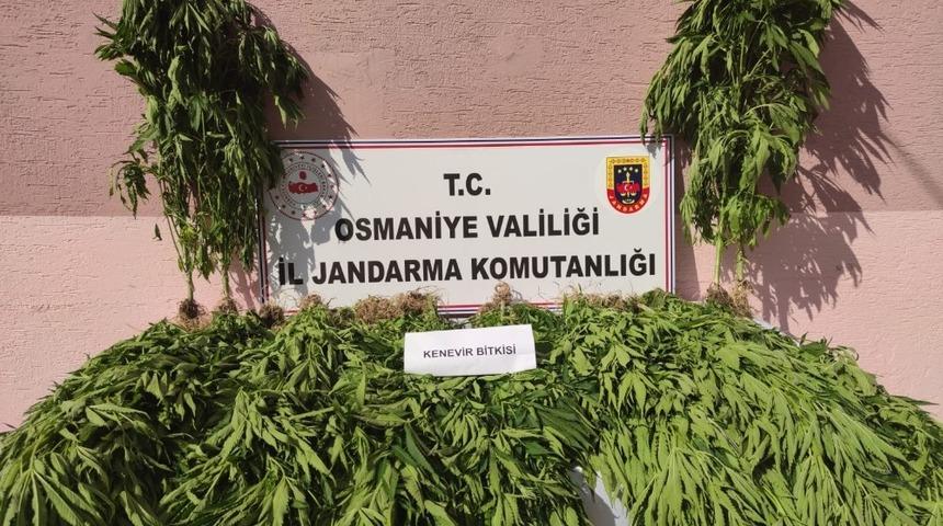 Jandarmadan kenevir operasyonu