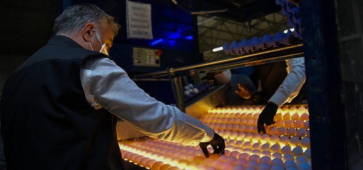 Kayseri'de üretilen her 3 yumurtadan biri ihraç ediliyor G1