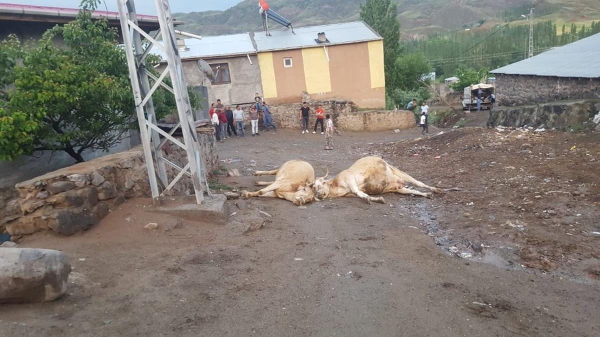 Kağızman&rsquo;da elektrik akımına kapılan 2 b&uuml;y&uuml;kbaş hayvan telef oldu