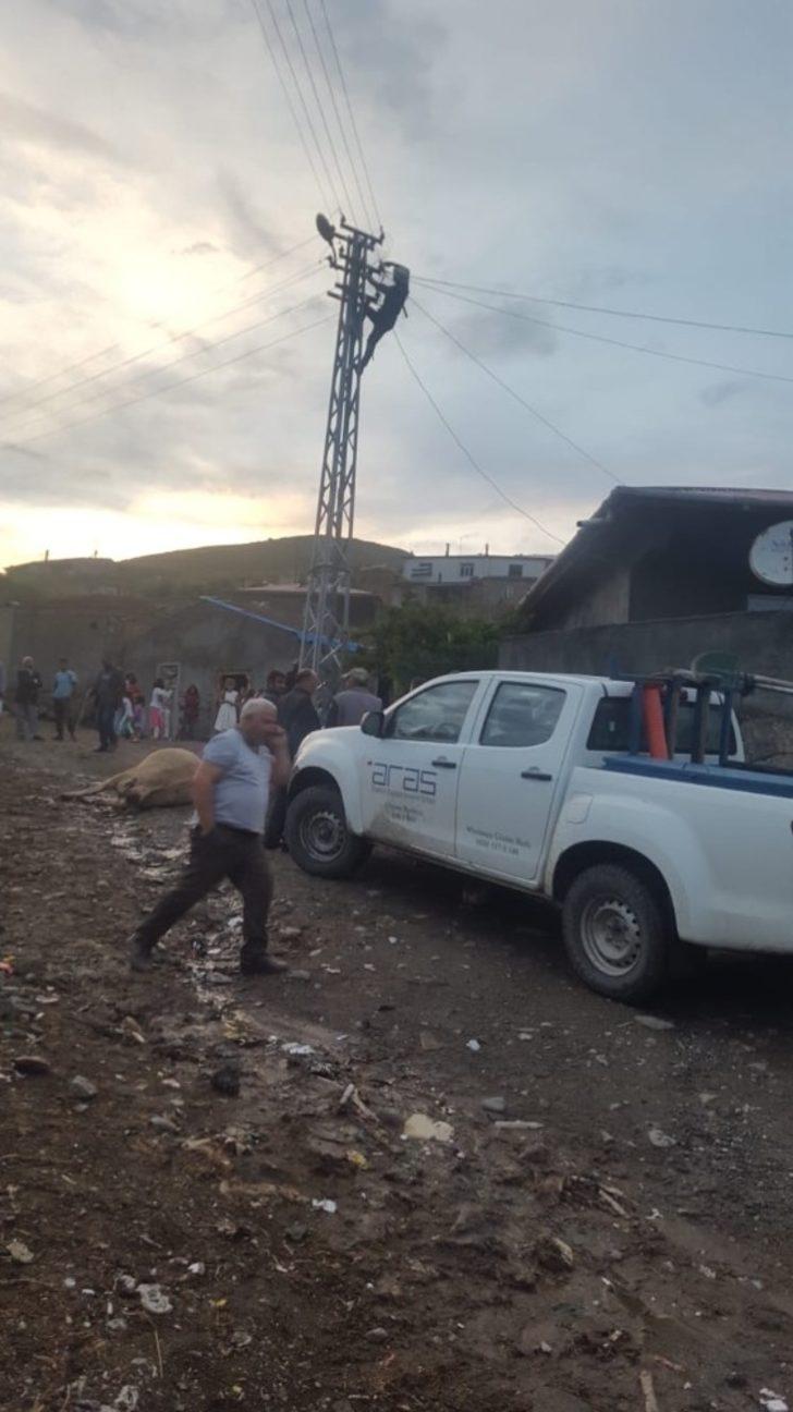 Kağızman’da elektrik akımına kapılan 2 büyükbaş hayvan telef oldu G2