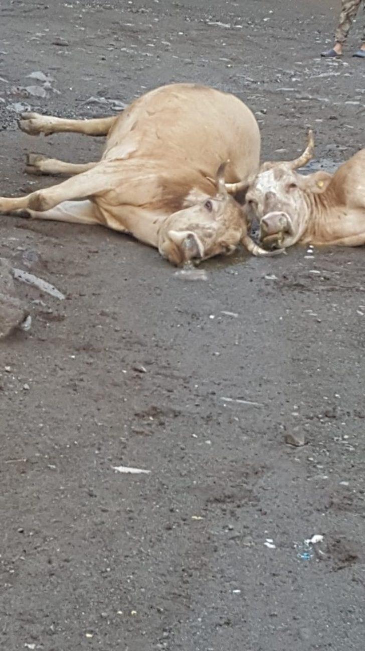 Kağızman’da elektrik akımına kapılan 2 büyükbaş hayvan telef oldu G3