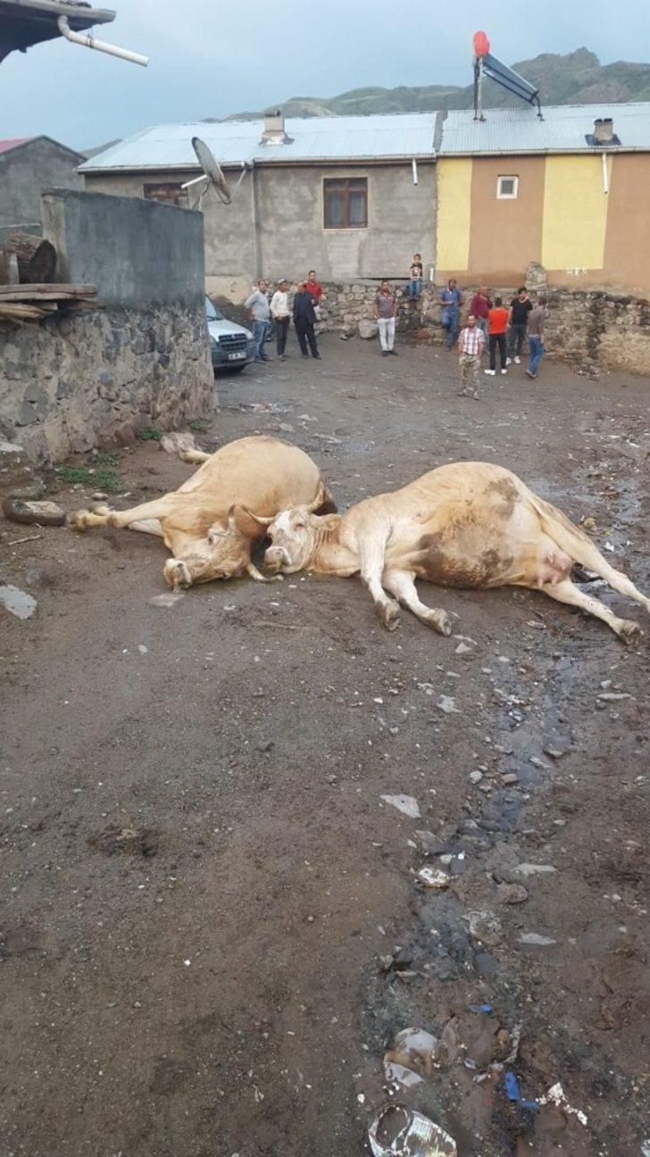 Kağızman’da elektrik akımına kapılan 2 büyükbaş hayvan telef oldu G4