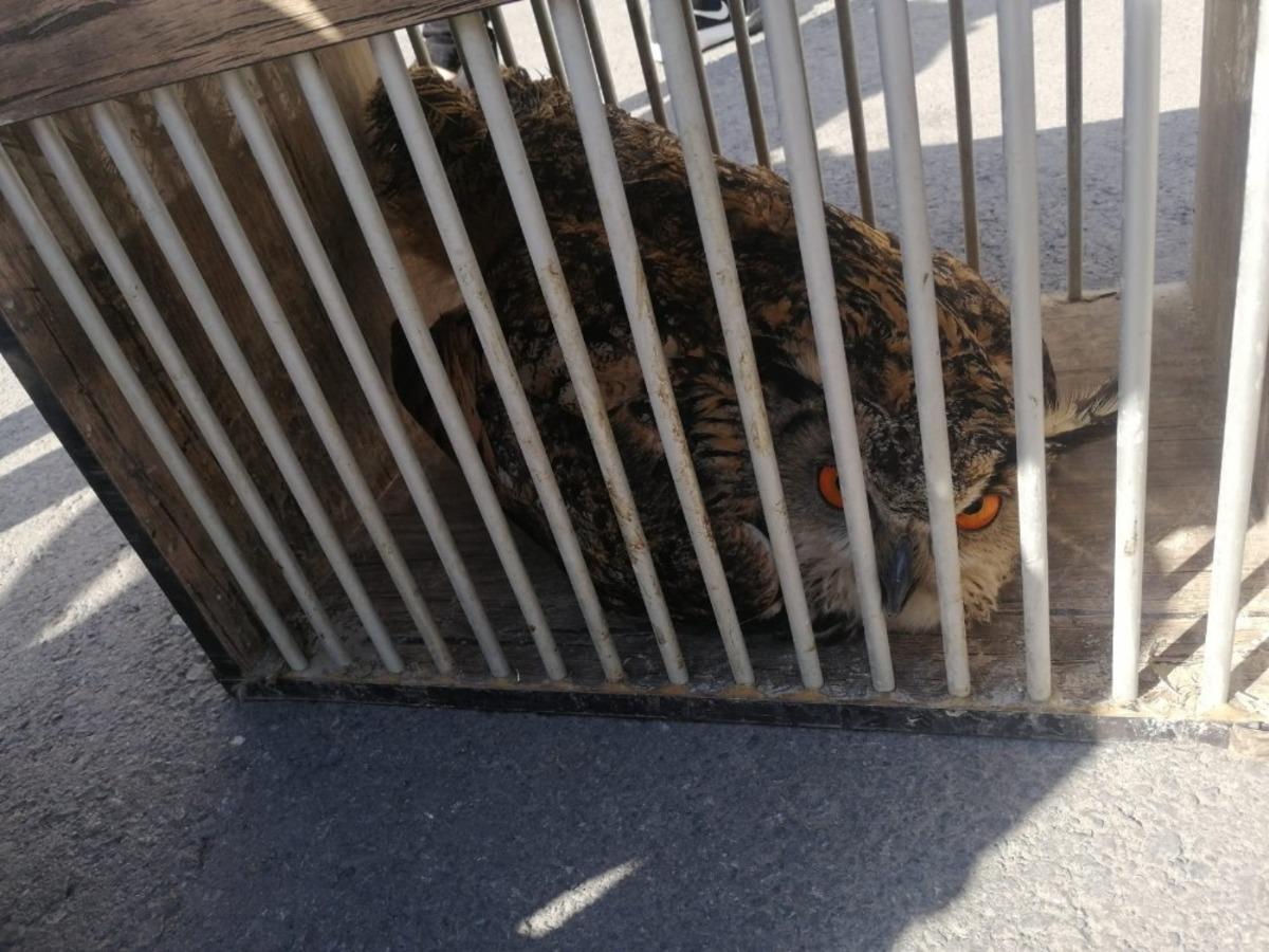 Bulduğu boynuzlu baykuşu kucağında taşıyarak polise teslim etti